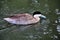 A view of  a Puna Teal