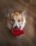 View of a puppy of a pembroke corgi dog with a basket of roses in his teeth congratulates on Valentine`s day