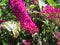 View on purple bush flowers Buddleja davidii with yellow black striped butterfly Papilio rutulus in german garden