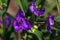 View of purple tradescantia spiderwort flowers in the summer time garden