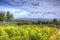 View from Quantock Hills Somerset with trees and ferns in colourful HDR towards Bristol Channel