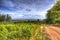 View from Quantock Hills Somerset with trees and ferns in colourful HDR towards Bristol Channel