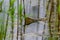 View of a quarry pond with a special focus on plants that are reflected in the water from the shore with overcast skies and calm