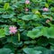 View of a quiet lake with lotuses. lotus ponds in a peaceful and quiet countryside.