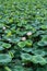 View of a quiet lake with lotuses. lotus ponds in a peaceful and quiet countryside. Lotus flower and water lily close-up.