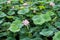 View of a quiet lake with lotuses. lotus ponds in a peaceful and quiet countryside. Lotus flower and water lily close-up.