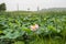 View of a quiet lake with lotuses. lotus ponds in a peaceful and quiet countryside. Lotus flower and water lily close-up.