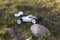 View of radio controlled model racing car on green background. Toys with remote control. Free time Children and adults concept