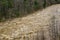 View of the Raging Rapids on the Maury River - 2