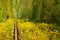 View of a railroad track in the woods that form a tunnel around it, tourist attraction near Caransebes, Romania