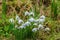 A view in the rain of a cluster of snowdrops in the village of Lamport, Northamptonshire, UK