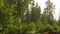 View rain with hail  of rocky nature landscape in forest. High green pine trees on thunder sky background.