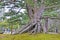 View of a raised roots pine in a garden in Kanazawa.