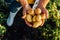 View of rancher holding fresh potatoes