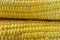 View of the raw home Golden corn cob on the table, selective focus, close up corn background