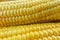 View of the raw home Golden corn cob on the table, selective focus, close up corn background