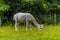 A view of a recently sheared Alpaca grazing in a field near East Grinstead, UK