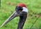 A view of a Red Crowned Crane