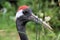 A view of a Red Crowned Crane