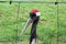 A view of a Red Crowned Crane