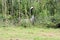 A view of a Red Crowned Crane