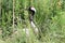 A view of a Red Crowned Crane