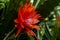 View of red flowering epiphyllum hybrids wendi orchid cacti plant