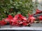 A view of red kapok falling on a car under a tree.