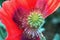 VIEW OF RED POPPY FLOWER WITH MISSING PETAL