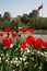 A view of red tulips by the road opposite historical Topkapi City Walls, in Istanbul in spring time.