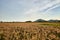 View of the reed beds and clear blue sky of Suncheonman Bay Wetland Reserve in South Korea