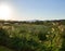 View of the reed beds during a sunny day at the Suncheonman Bay Wetland Reserve in South Korea