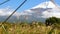 View of the reed grasses on the ground in Fuji Japan