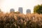 View of reed spikelets against the city buildings