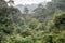 view of reforested area, with variety of trees and birds visible