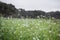 A view of reform flower field. MOC CHAU, VIETNAM