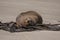 View of the relaxing seal on the beach in New Zealand