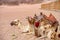 View of resting backpacked camels in Egyptian Sahara desert at s