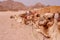 View of resting backpacked camels in Egyptian Sahara desert at s