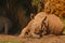 View of rhinoceros covered with mud lying down on the zoo