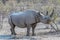 A view of a Rhinoceros in the early morning light in the Etosha National Park in Namibia