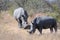 A view of Rhinos grazing in Kruger park