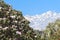 View of Rhododendron flowers in Himalayas