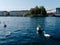 View of the RhÃ´ne river near the Mont-Blanc bridge, Geneva, Switzerland