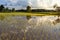 View of rice farm and cloud reflex on the water