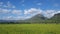 View of rice fields in agricultural areas with rice fields and mountainous backdrops