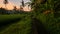 View of rice fields and irrigation channels at sunrise