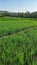 View of rice fields not yet bearing fruit, blue sky hills