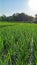 View of rice fields not yet bearing fruit, blue sky hills