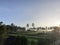 View of rice fields and rows of coconut trees in the morning